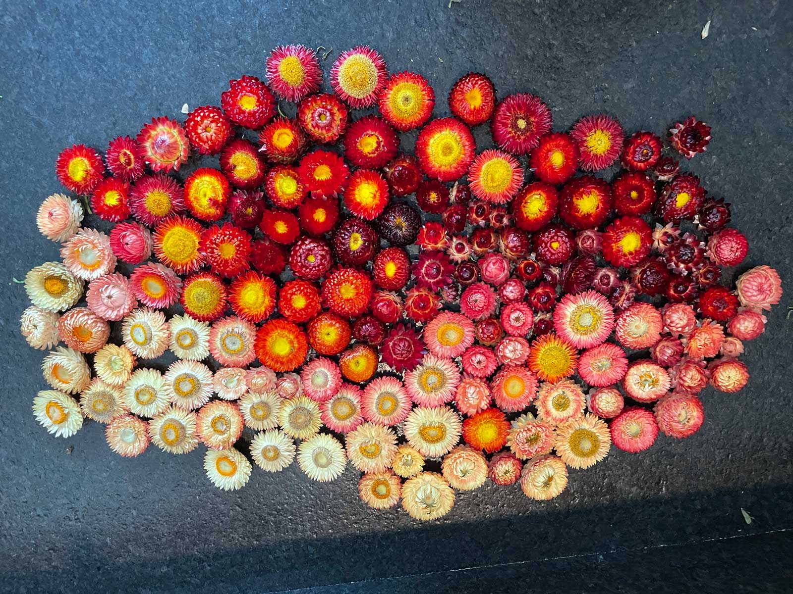 LGG